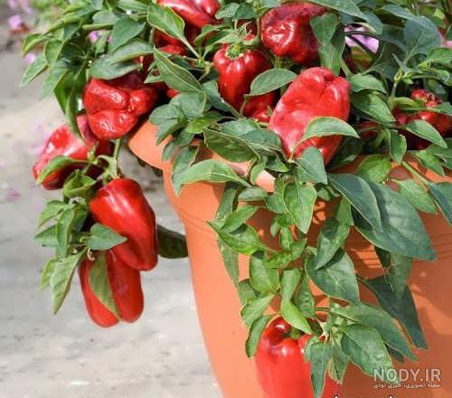 کاشت فلفل دلمه ای در گلدان نی نی سایت