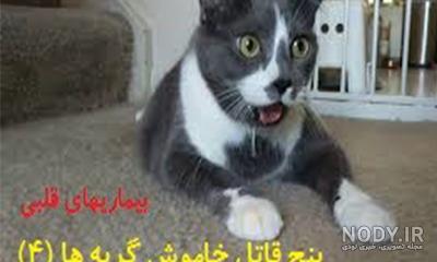 کشته شدن بچه گربه کشته شدن بچه گربه