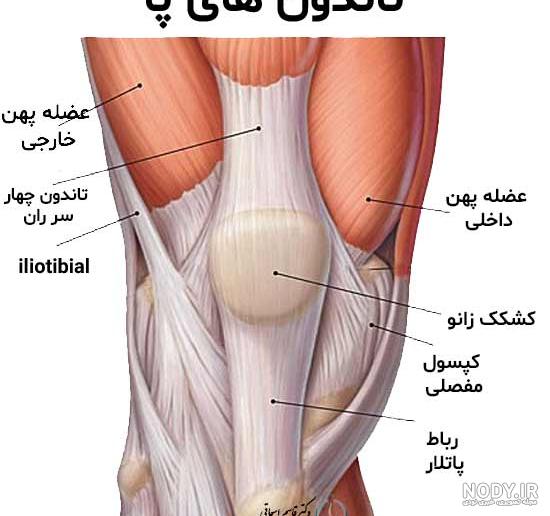 عکس ایستاده زانو