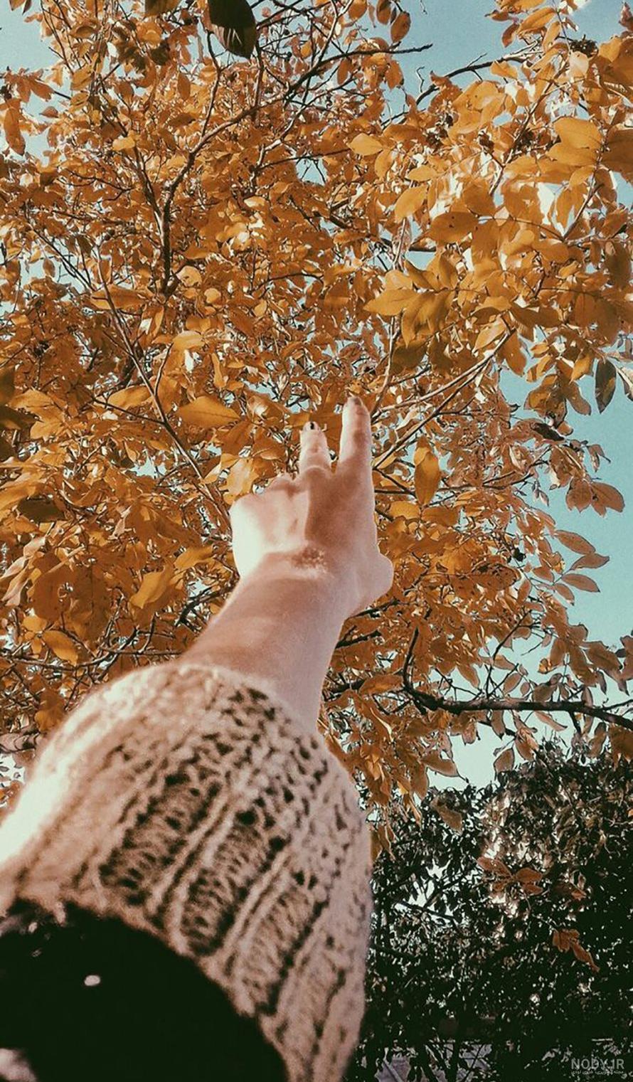 عکس برگ برای پس زمینه