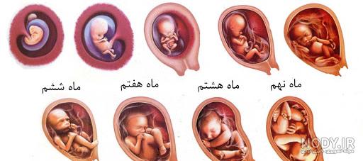 عکس ماشین حساب بارداری