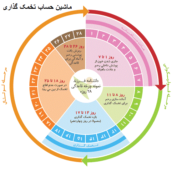 ماشین حساب سن بارداری نی نی سایت