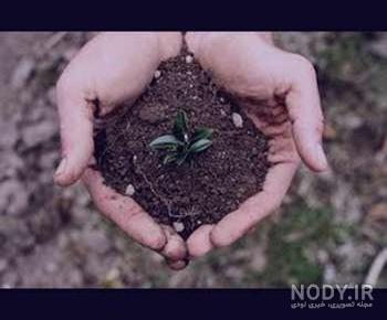 آیا خاک جنگل برای گلدان مناسب است آیا خاک جنگل برای گلدان مناسب است