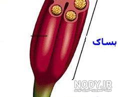 اجزای پرچم گل علوم هشتم