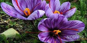 اجزای گل را نام ببرید اجزای گل را نام ببرید