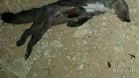 ترسناک ترین موجودات جهان