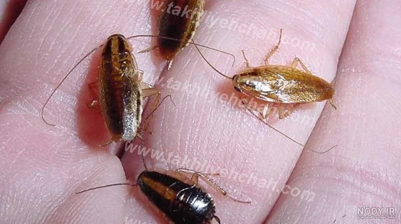 تعبیر خواب سوسک مرده ابن سیرین تعبیر خواب سوسک مرده ابن سیرین
