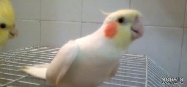 حرف زدن طوطی آرا