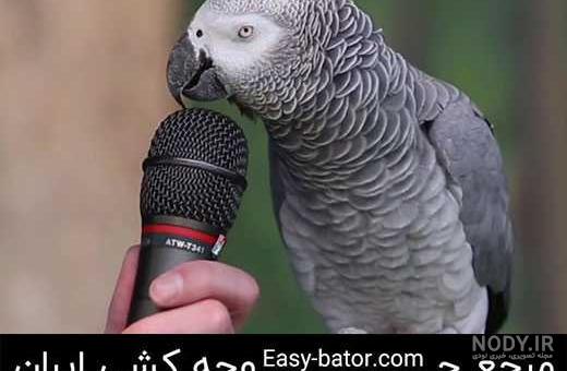 حرف زدن طوطی ایرانی