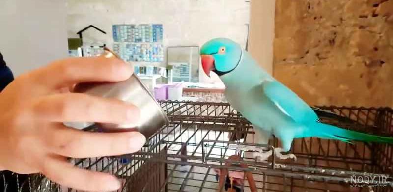 حرف زدن طوطی ایرانی