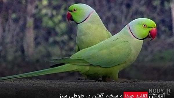 حرف زدن طوطی کاسکو