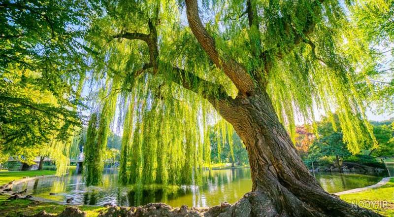 درخت بید سیاه درخت بید سیاه