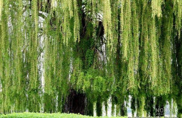 درخت بید لیلی درخت بید لیلی