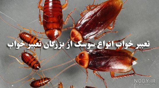 سوسک مرده در خواب سوسک مرده در خواب