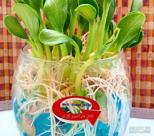 عکس خاک ژله ای