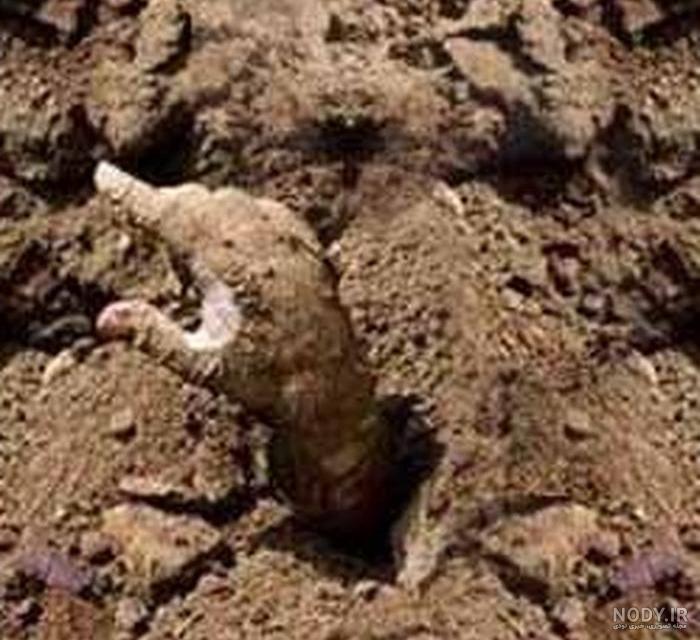 عکس زامبی در دنیای واقعی