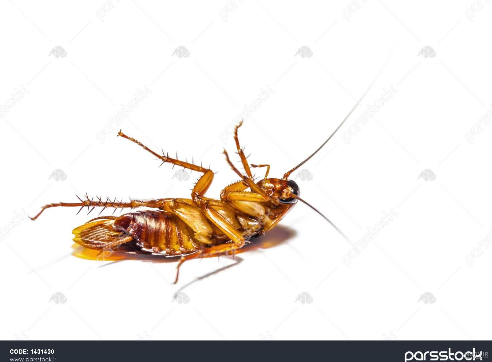 عکس سوسک مرده عکس سوسک مرده