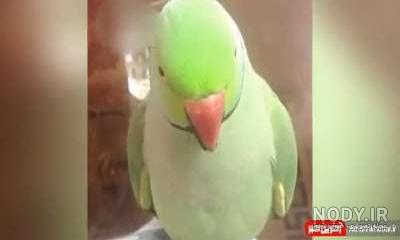 عکس طوطی درحال حرف زدن