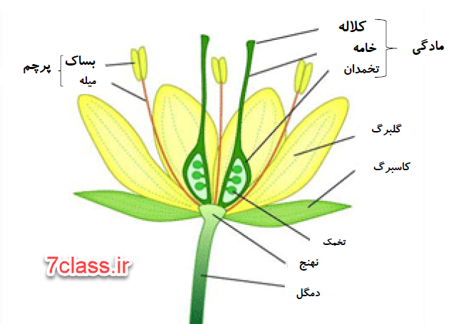 عکس مادگی گل عکس مادگی گل