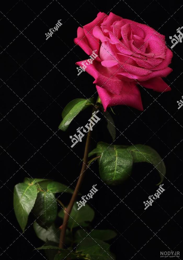 عکس گل رز با زمینه مشکی