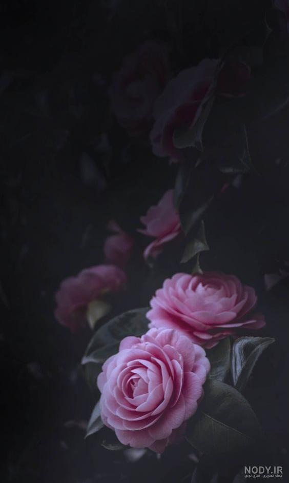 عکس گل رز زرد با زمینه مشکی