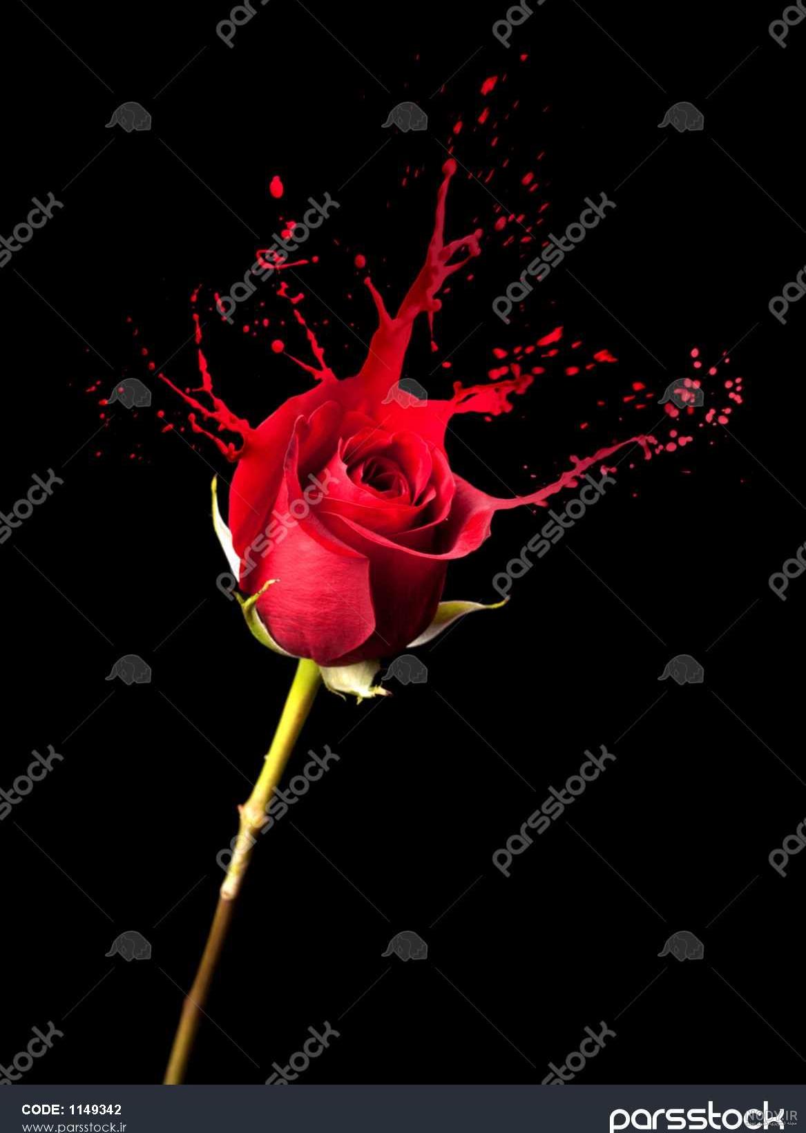 عکس گل رز سفید با زمینه سیاه