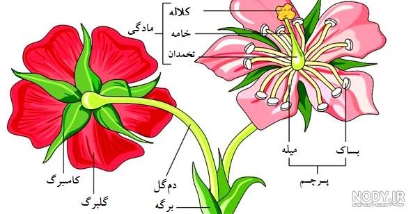 عکس گل پرچم افغانستان عکس گل پرچم افغانستان
