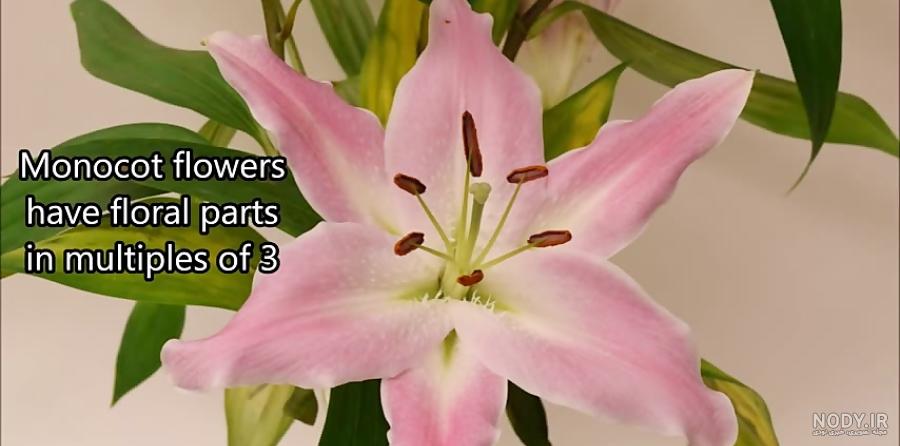 عکس گل چند برچه ای عکس گل چند برچه ای