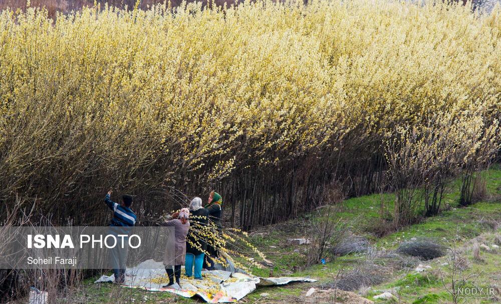 عکسهای درخت بیدمشک عکسهای درخت بیدمشک