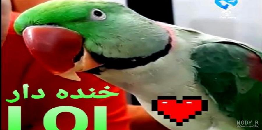 فیلم حرف زدن طوطی کاسکو