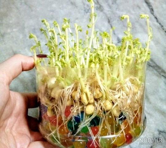 قیمت خاک ژله ای