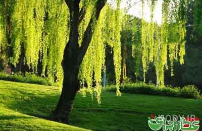 میوه درخت بید میوه درخت بید