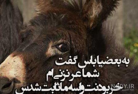 پروفایل طعنه به خواهر شوهر