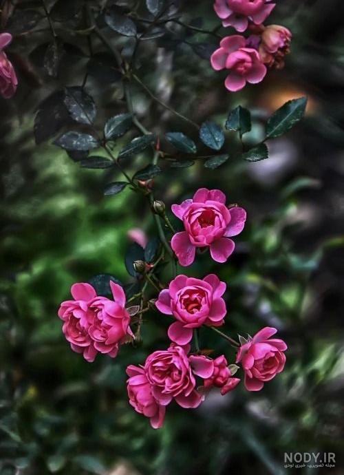  بک گراند گل