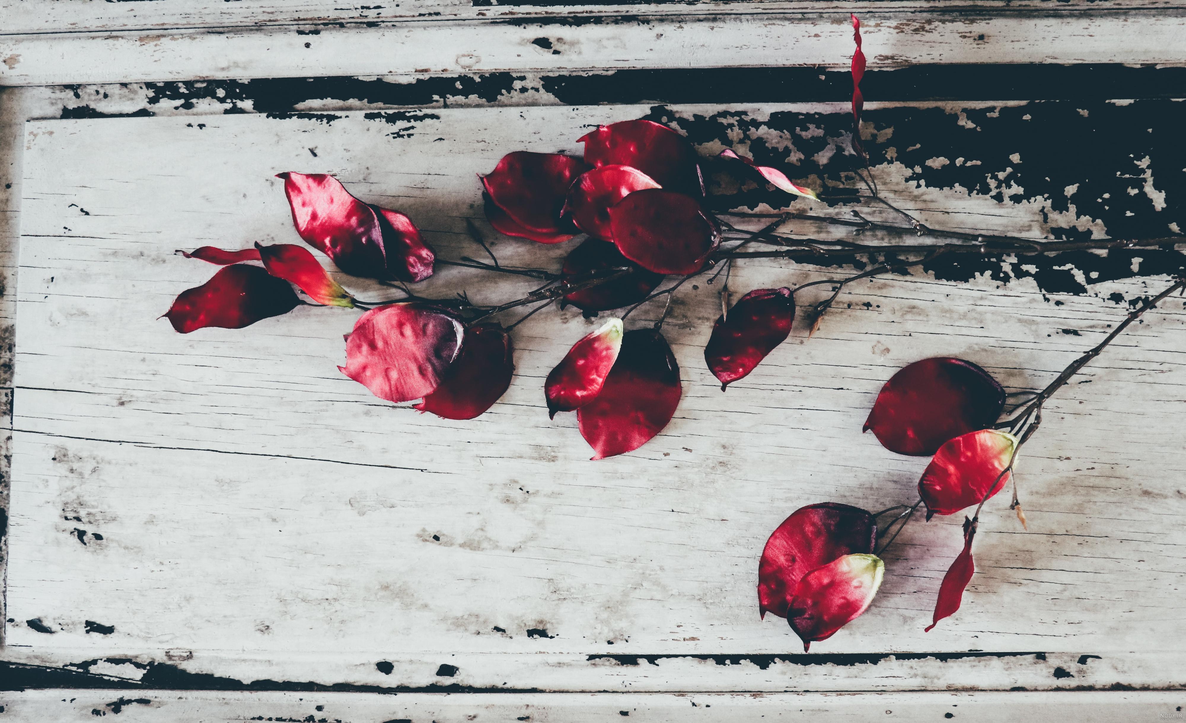  بک گراند گل