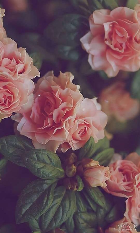  بک گراند گل