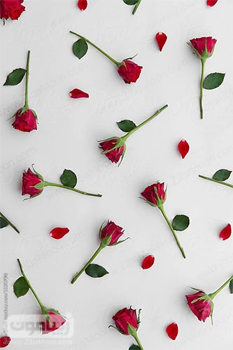  بک گراند گل