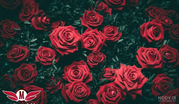  بک گراند گل