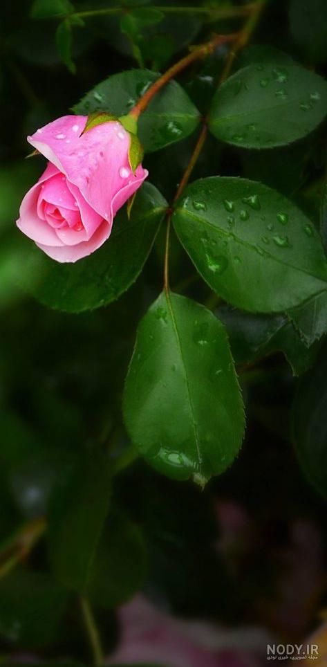 تصویر زمینه گل گلی برای گوشی