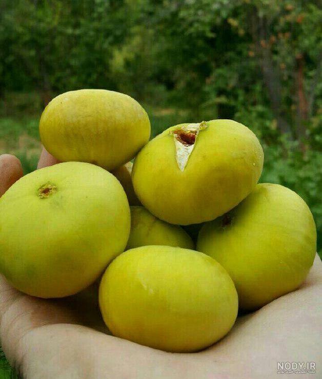 خرید بذر کرچک خرید بذر کرچک