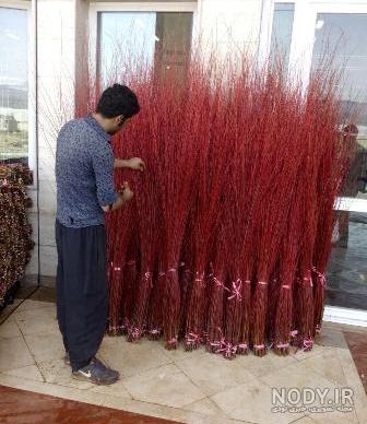 خرید گیاه کرچک خرید گیاه کرچک