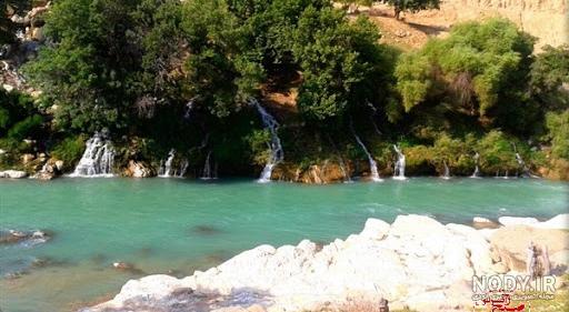 خواص درخت کرچک خواص درخت کرچک