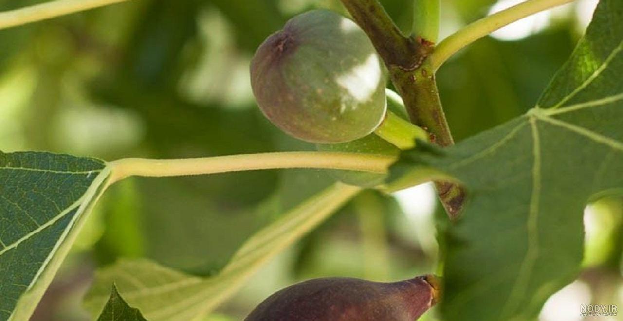 دفع چشم زخم با روسری نی نی سایت دفع چشم زخم با روسری نی نی سایت