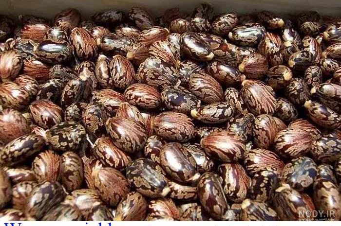 طریقه سوزاندن زاغ برای چشم زخم نی نی سایت طریقه سوزاندن زاغ برای چشم زخم نی نی سایت