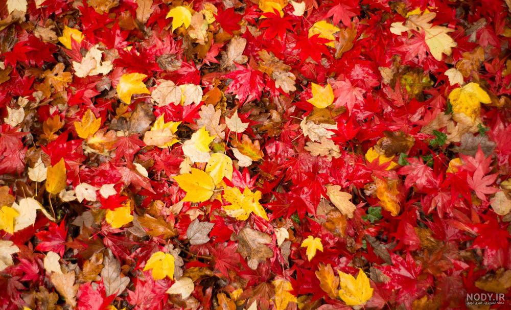 عکس برگ برای پروفایل عکس برگ برای پروفایل