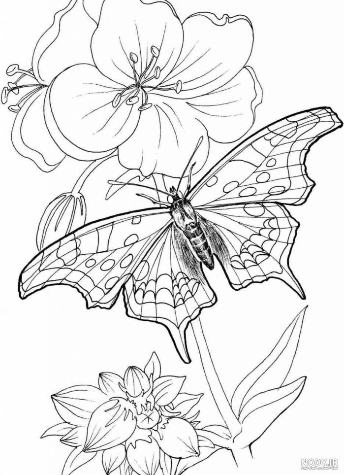 عکس خام برای طراحی