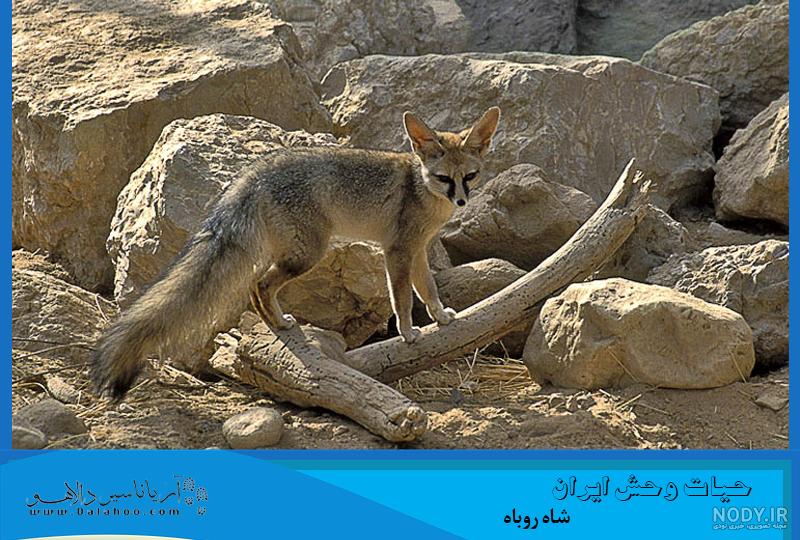 عکس روباه برای تصویر زمینه