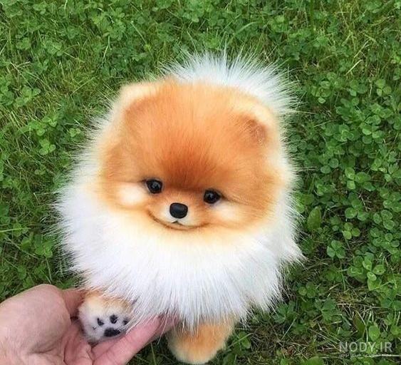 عکس سگ وحشی