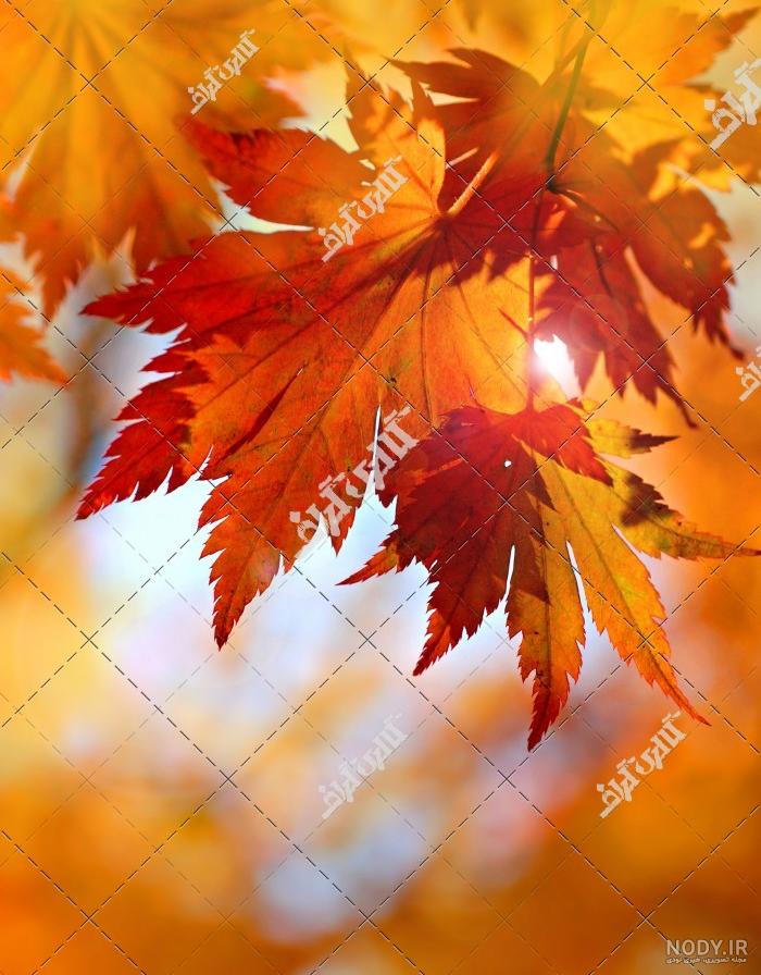 عکس نقاشی برگ های پاییزی عکس نقاشی برگ های پاییزی