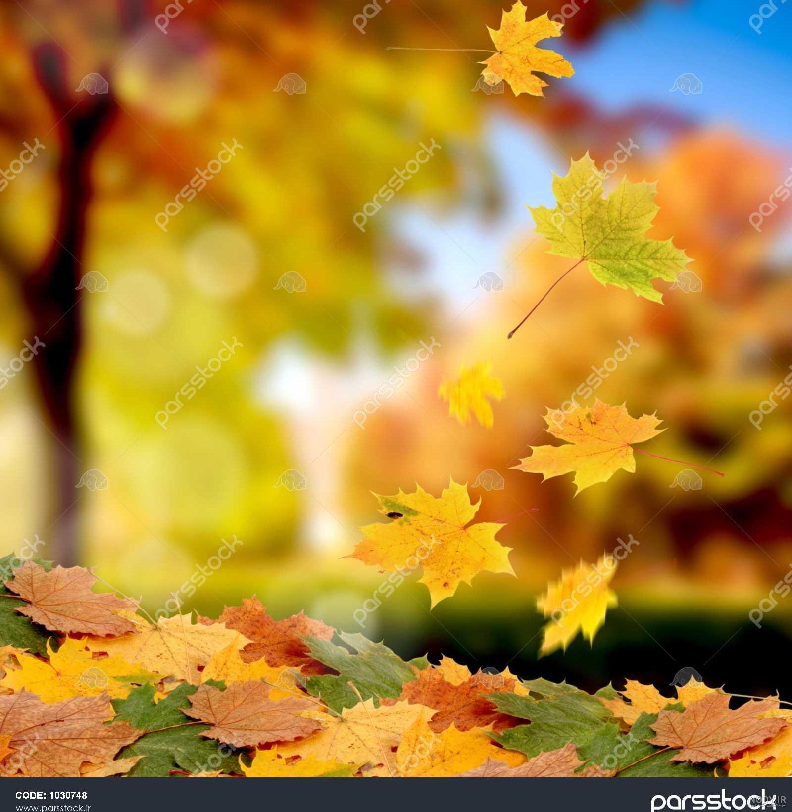 عکس پاییز بارانی عکس پاییز بارانی